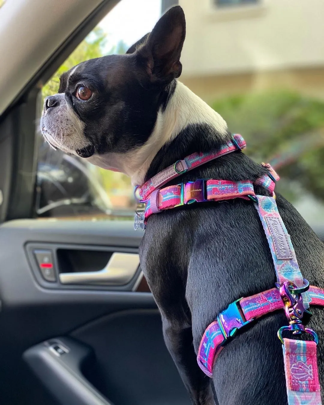 Frenchiestore Adjustable Pet Health Strap Harness | Mermazing