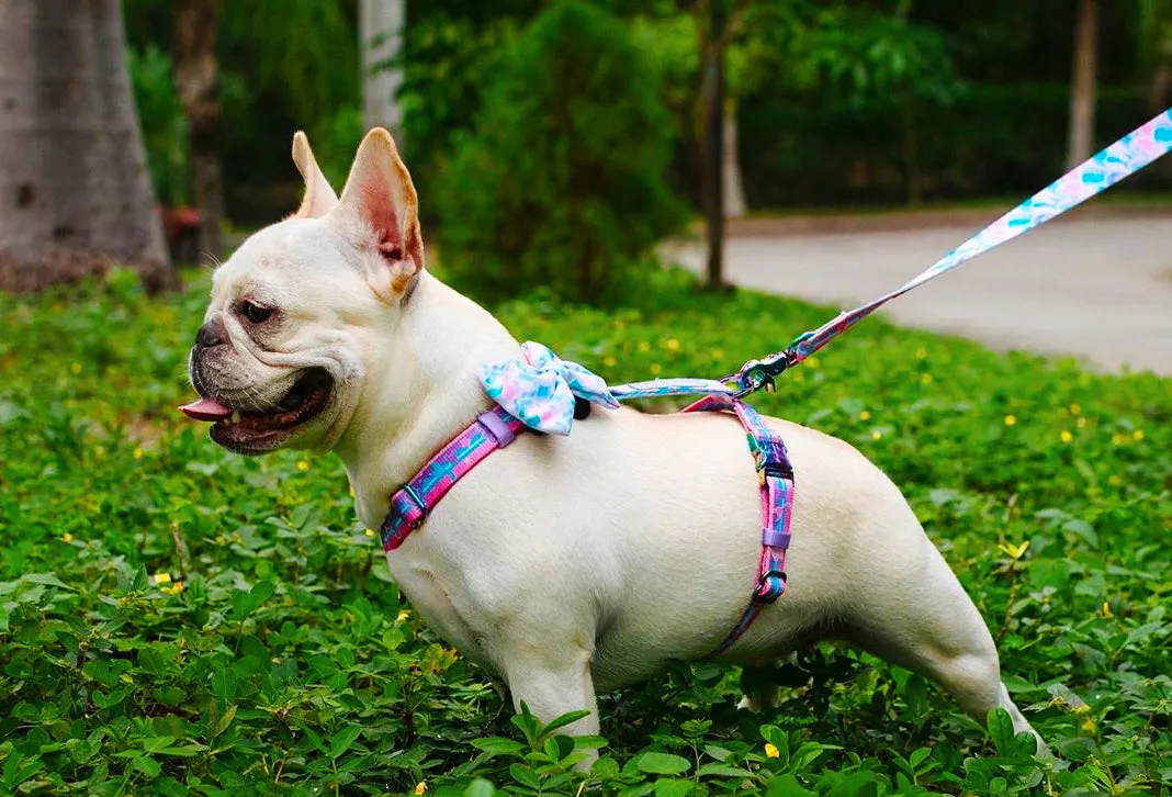 Frenchiestore Adjustable Pet Health Strap Harness | Mermazing